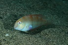 Image result for Xyrichtys novacula