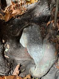 Image result for root-tail