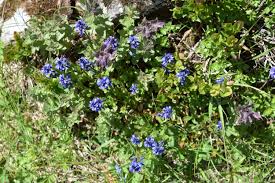 Attēlu rezultāti vaicājumam “Polygala comosa leaf”