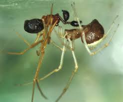 Attēlu rezultāti vaicājumam “Neottiura bimaculata”