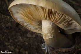 Attēlu rezultāti vaicājumam “Hypsizygus ulmarius”