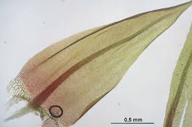 Attēlu rezultāti vaicājumam “Warnstorfia exannulata”