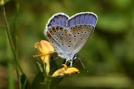Attēlu rezultāti vaicājumam “Plebejus argyrognomon”