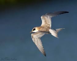 Image result for Sterna forsteri