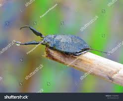 Attēlu rezultāti vaicājumam “Nepa cinerea nymph”