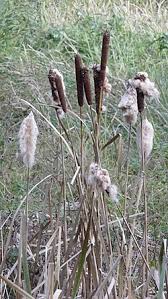 Attēlu rezultāti vaicājumam “Typha latifolia fruit”
