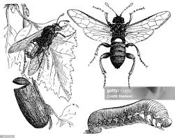 Attēlu rezultāti vaicājumam “Cimbex femoratus”