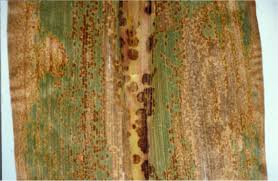 Attēlu rezultāti vaicājumam “Diderma radiatum stalked”