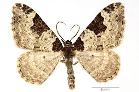 Attēlu rezultāti vaicājumam “Xanthorhoe fluctuata”