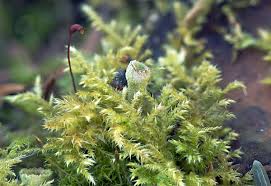 Attēlu rezultāti vaicājumam “Cribraria aurantiaca spores”