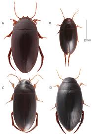 Attēlu rezultāti vaicājumam “Colymbetes striatus”