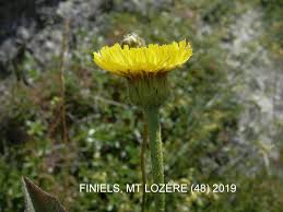 Attēlu rezultāti vaicājumam “Hypochaeris maculata leaf”