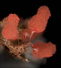 Attēlu rezultāti vaicājumam “Physarum leucophaeum macro”