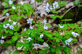 Attēlu rezultāti vaicājumam “Isopyrum thalictroides flower”
