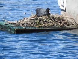 Attēlu rezultāti vaicājumam “Fulica atra nest”