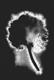 Image result for Jakub Jodko-Narkiewicz Kirlian