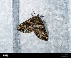 Attēlu rezultāti vaicājumam “Electrophaes corylata”