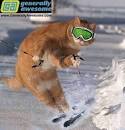 cat-skiing | Rounds.com Blog