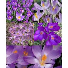 Attēlu rezultāti vaicājumam “Crocus tommasinianus”