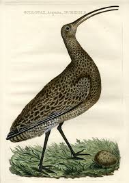 Attēlu rezultāti vaicājumam “Numenius arquata”