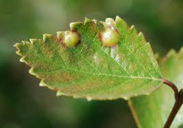 Attēlu rezultāti vaicājumam “Acalitus longisetosus”