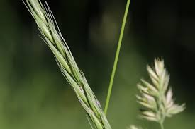 Attēlu rezultāti vaicājumam “Elymus caninus”