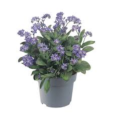 Attēlu rezultāti vaicājumam “Myosotis sylvatica”