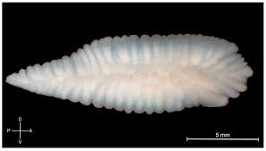 Image result for Merlangius merlangus