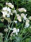 Bladder Campion (Silene vulgaris). Growing by the roadside where the - via Daymix