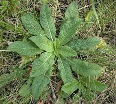 Image result for Dipsacus silvestris