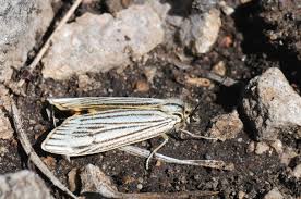 Attēlu rezultāti vaicājumam “Spiris striata”