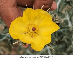 Attēlu rezultāti vaicājumam “Papaver argemone leaf”