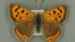 Attēlu rezultāti vaicājumam “Lycaena phlaeas female”