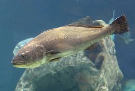 Image result for Argyrosomus regius