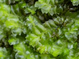 Attēlu rezultāti vaicājumam “Lophozia ventricosa”