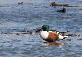 Attēlu rezultāti vaicājumam “Anas clypeata”