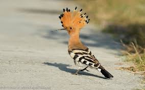 Attēlu rezultāti vaicājumam “Upupa epops adult”