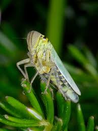 Attēlu rezultāti vaicājumam “Cicadella viridis”