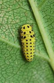 Attēlu rezultāti vaicājumam “Psyllobora vigintiduopunctata larva”