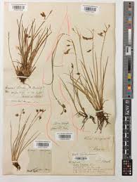 Attēlu rezultāti vaicājumam “Carex paupercula”