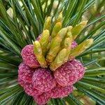 Attēlu rezultāti vaicājumam “Pinus pumila male flower”