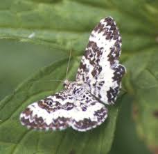 Attēlu rezultāti vaicājumam “Epirhoe tristata”