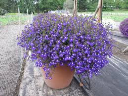 Image result for Lobelia erinus