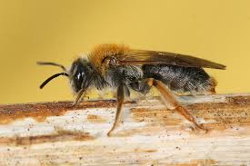 Attēlu rezultāti vaicājumam “Andrena haemorrhoa”