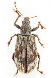 Attēlu rezultāti vaicājumam “Polydrusus tereticollis”