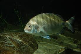 Image result for Diplodus sargus