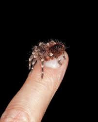 Znalezione obrazy dla zapytania geniculata