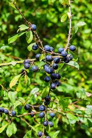 Attēlu rezultāti vaicājumam “Prunus spinosa fruit”