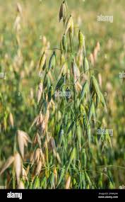 Attēlu rezultāti vaicājumam “Avena sativa”