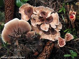 Attēlu rezultāti vaicājumam “Hydnellum ferrugineum”